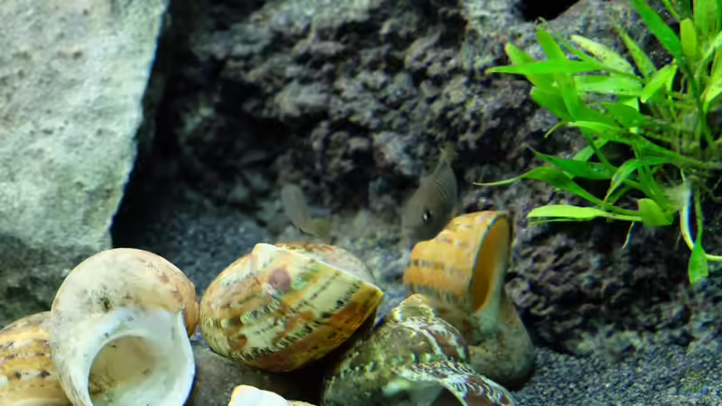 Neolamprologus multifasciatus von Harald Götz (42)