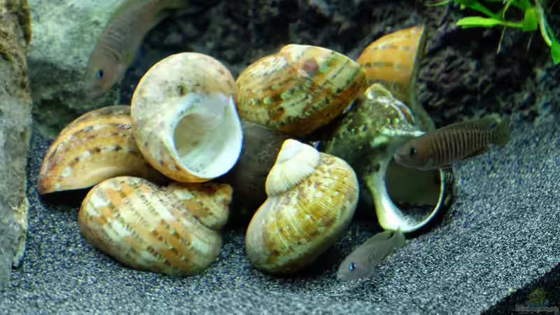 Neolamprologus multifasciatus von Harald Götz (44)