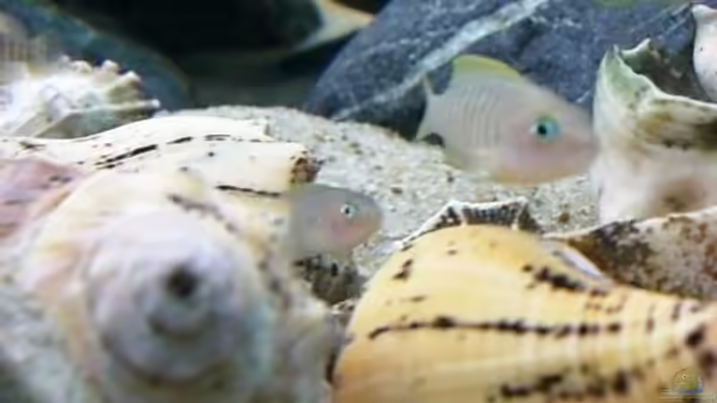 Neolamprologus multifasciatus von Hermann Süss (24)