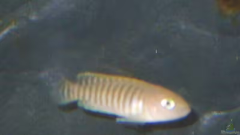 neolamprologus multifasciatus von Matthias Söldner (5)