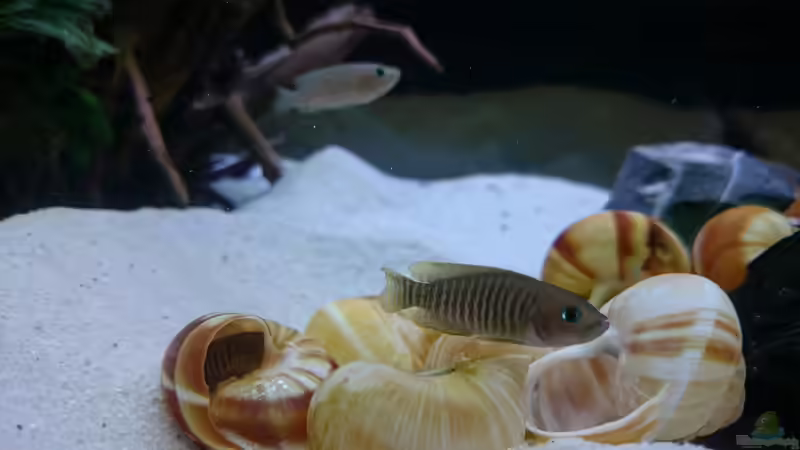 neolamprologus multifasciatus von Mobbl (5)