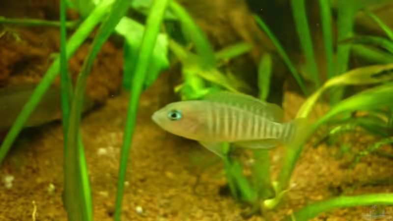 Neolamprologus multifasciatus von Tanga (8)
