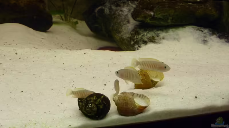 Neolamprologus multifasciatus von Thomas Nohr (6)