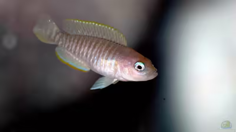 Neolamprologus multifasciatus von Volker Hebestreit (3)