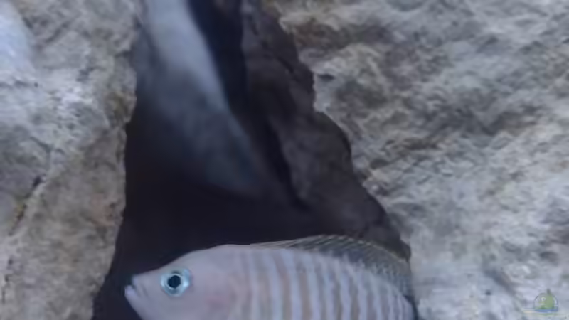 Neolamprologus Multifasciatus von Wilhelm94 (17)