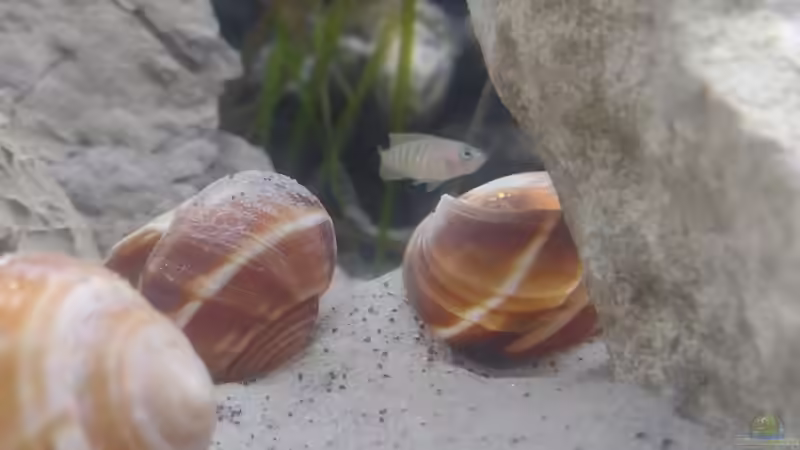 Neolamprologus multifasciatus von Wilhelm94 (20)