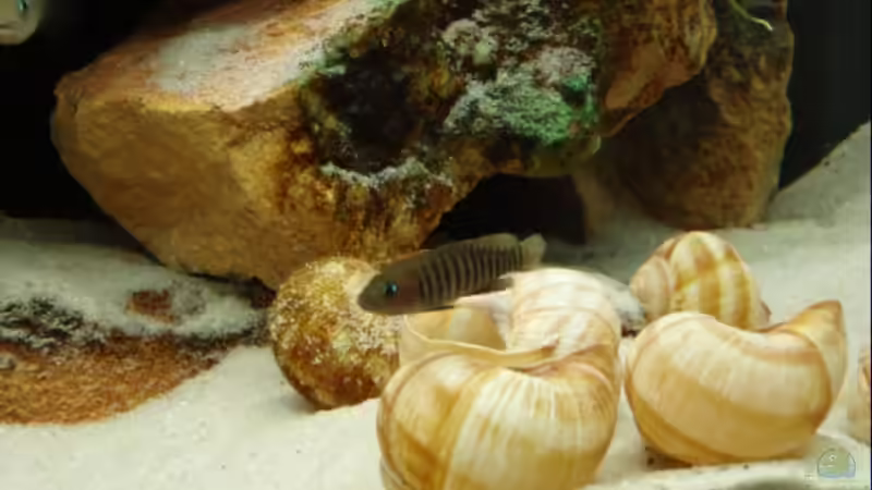 Neolamprologus multifasciatus-Weibchen, 23.05.08 (umgezogen!) von Patrick Bärenfaller (19)