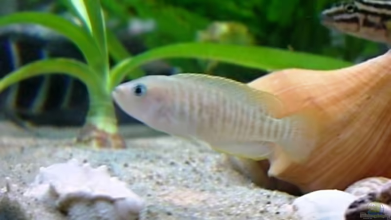 Einrichtungsbeispiele mit Schneckenbuntbarsch Neolamprologus multifasciatus (Vielgestreifter Schneckenbuntbarsch)
