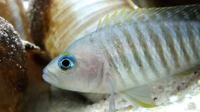 Einrichtungsbeispiele mit Schneckenbuntbarsch Neolamprologus multifasciatus (Vielgestreifter Schneckenbuntbarsch)