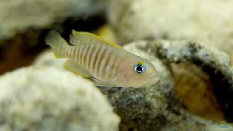 Einrichtungsbeispiele mit Schneckenbuntbarsch Neolamprologus multifasciatus (Vielgestreifter Schneckenbuntbarsch)