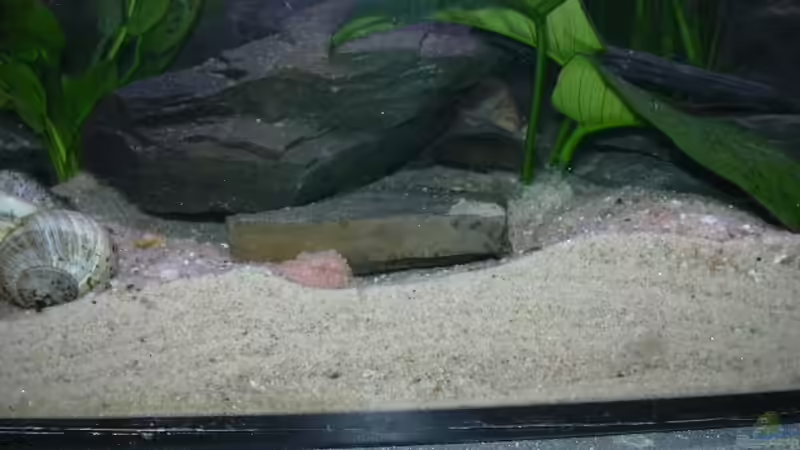 Neolamprologus Niger von Marco Sauer (7)