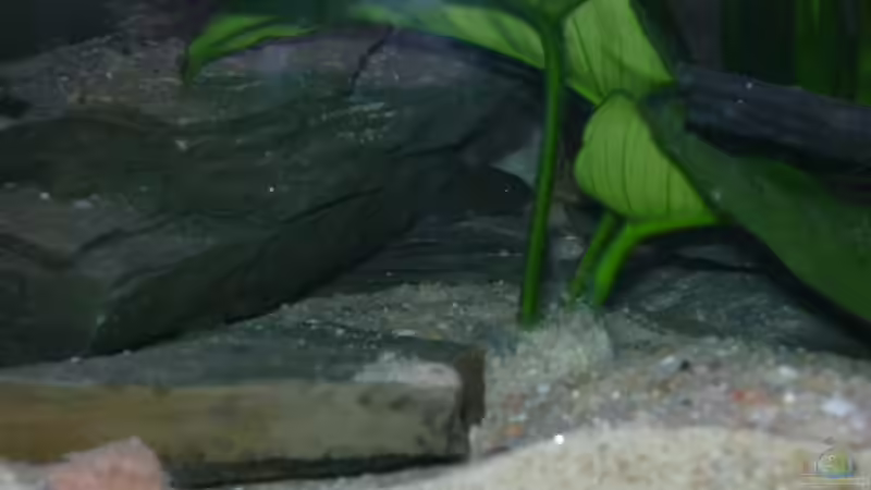 Neolamprologus Niger von Marco Sauer (8)