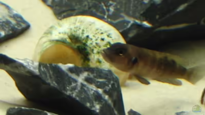 Neolamprologus occelatus von Klaus Kussmann (20)