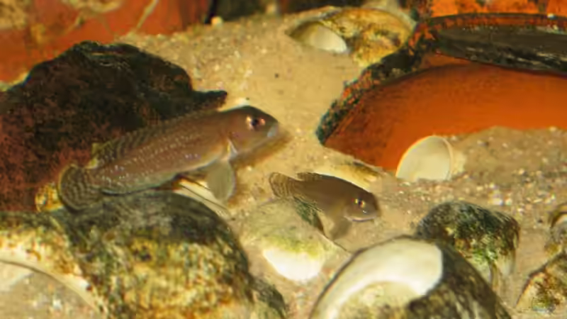 Neolamprologus ornatipinnis (Paar) von René Strässle (6)