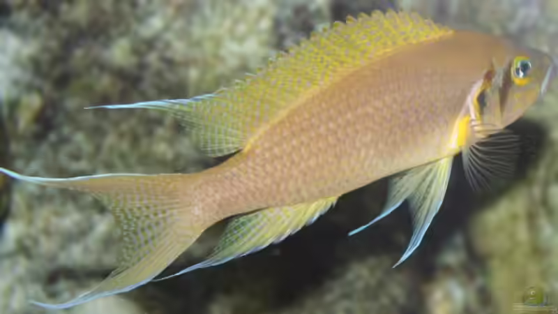 Neolamprologus pulcher daffodil (Männchen in voller Pracht) von Ronald Müller (20)