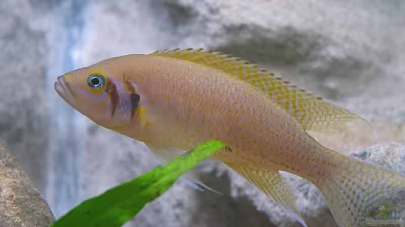 Neolamprologus pulcher daffodil von Ronald Müller (14)