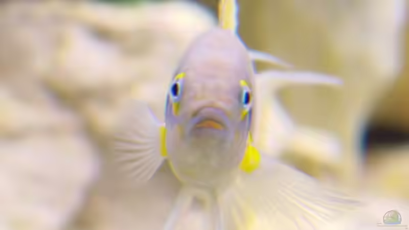 Aquarien mit Neolamprologus pulcher (Prinzessin von Sambia)