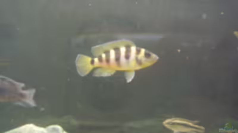 Neolamprologus Sexfasciatus Gold von LaChica (16)
