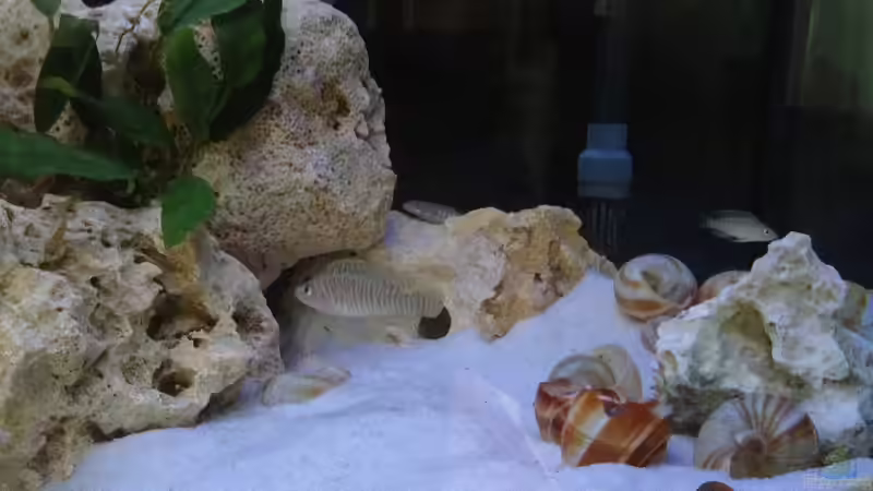 Aquarien mit Schneckenbuntbarschen