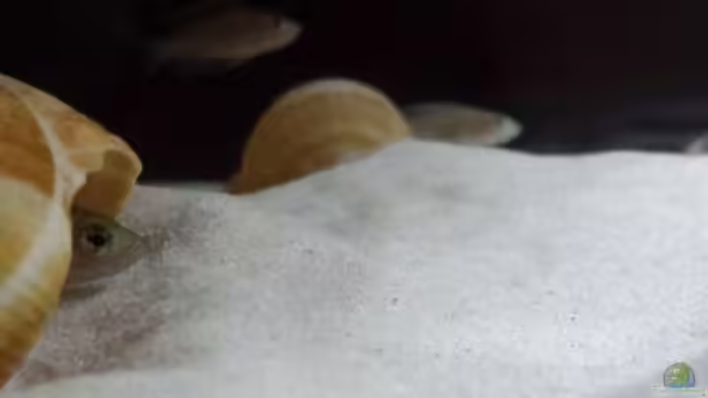 Neolamprologus Similis  von Jim (10)