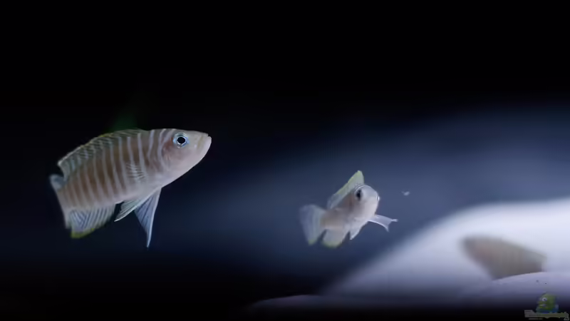 Neolamprologus Similis  von Jim (11)