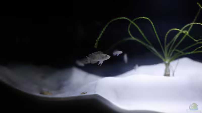 Neolamprologus Similis  von Jim (12)