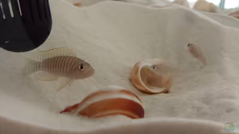 Einrichtungsbeispiele für Neolamprologus similis (Breitstreifen-Schneckenbuntbarsch)