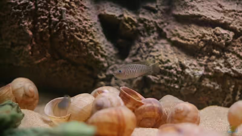 Neolamprologus similis oder multifasciatus?