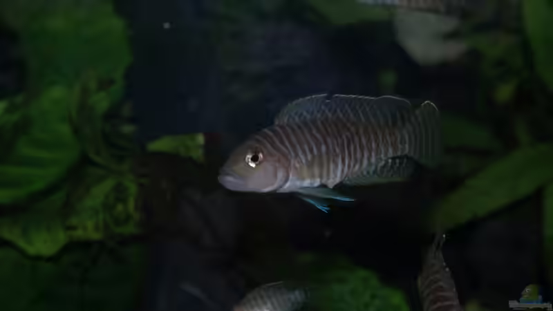 Neolamprologus similis von Algernon (12)