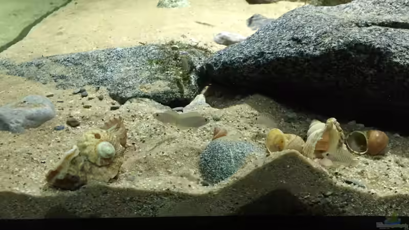 Neolamprologus similis von Monaco (15)