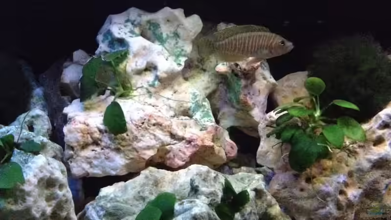 neolamprologus similis von similis (36)