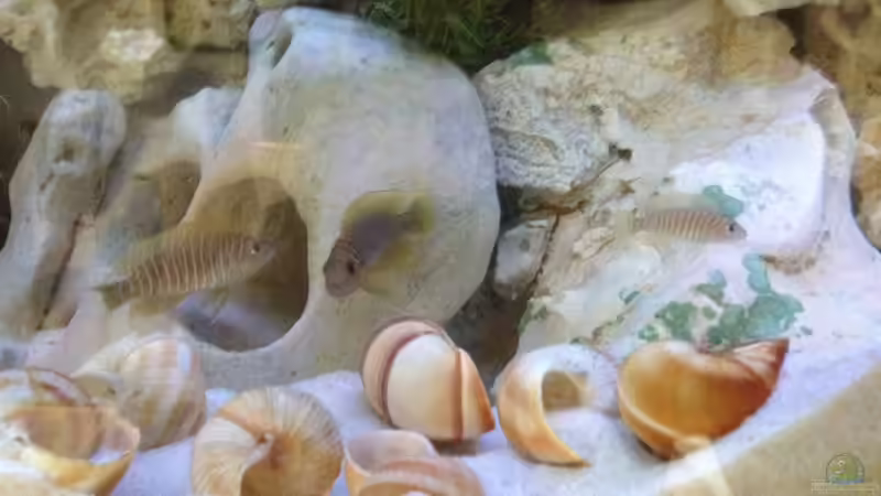 neolamprologus similis zwei Mänchen beim Revieverhalten, und ein kleinere Weibchen von similis (29)