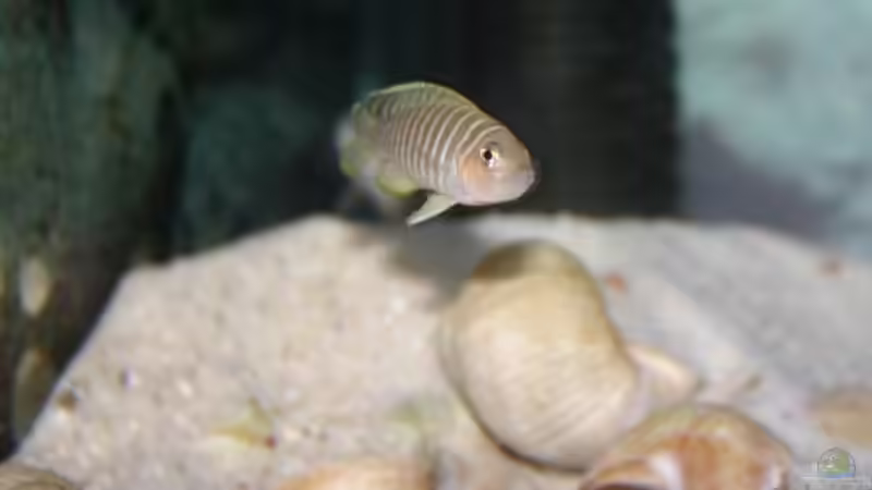 Einrichtungsbeispiele für Neolamprologus similis (Breitstreifen-Schneckenbuntbarsch)