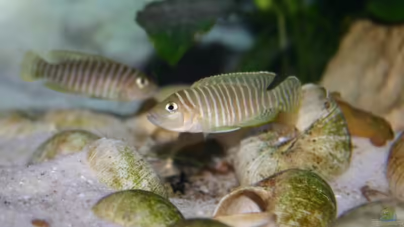 Einrichtungsbeispiele für Neolamprologus similis (Breitstreifen-Schneckenbuntbarsch)