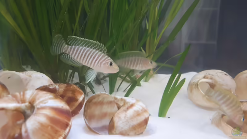 Einrichtungsbeispiele für Neolamprologus similis (Breitstreifen-Schneckenbuntbarsch)