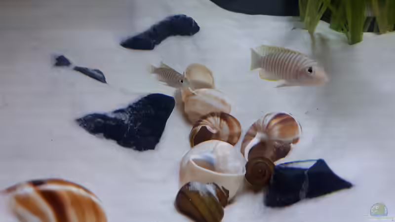 Einrichtungsbeispiele für Neolamprologus similis (Breitstreifen-Schneckenbuntbarsch)