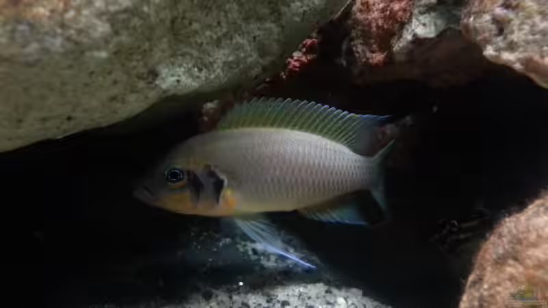 Neolamprologus spec ´daffodil´ von Bitman (12)