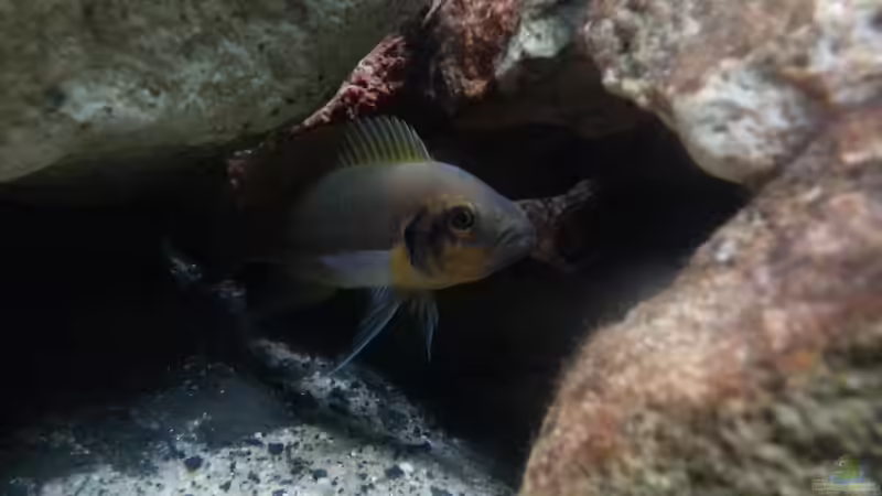 Neolamprologus spec ´daffodil´ von Bitman (13)