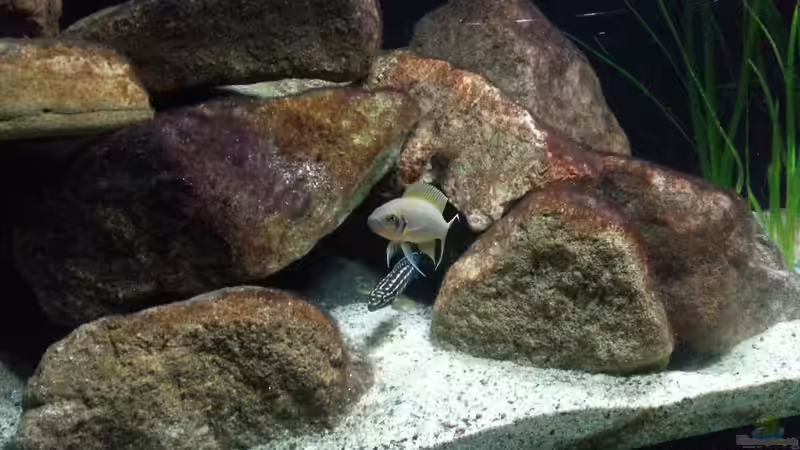 Neolamprologus spec ´daffodil´ von Bitman (15)