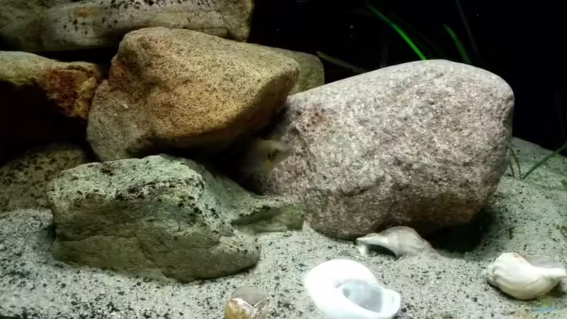 Aquarien mit Neolamprologus pulcher (Prinzessin von Sambia)