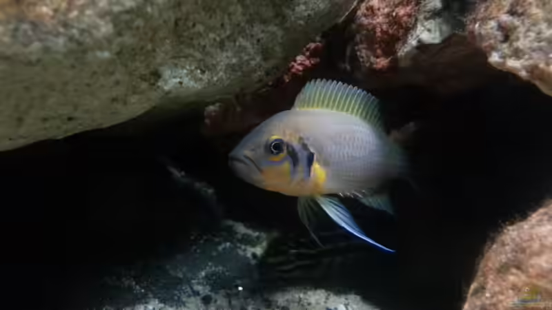 Aquarien mit Neolamprologus pulcher (Prinzessin von Sambia)