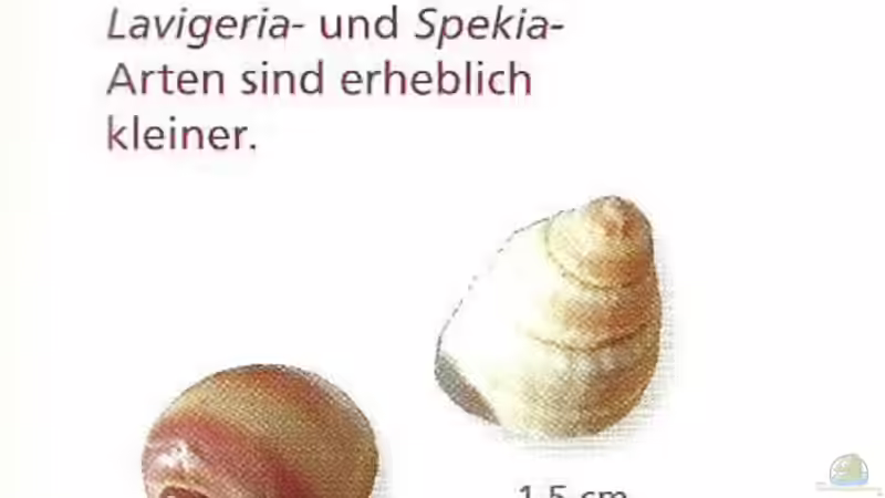 Neolamprologus Speciosus - Eine Artbeschreibung