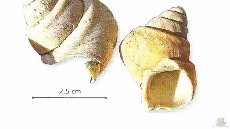 Neolamprologus Speciosus - Eine Artbeschreibung