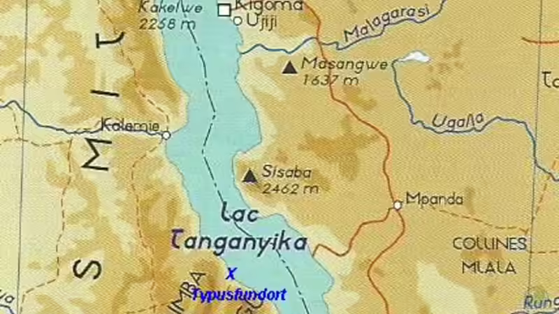 Neolamprologus Speciosus - Eine Artbeschreibung