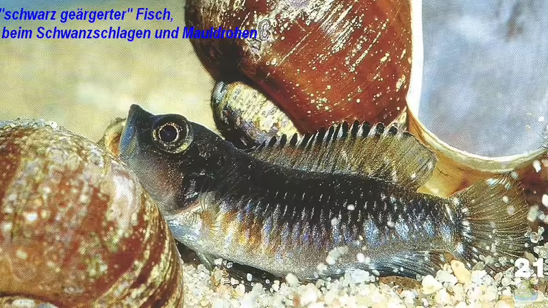 Neolamprologus Speciosus - Eine Artbeschreibung