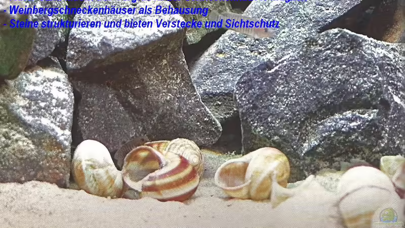 Neolamprologus Speciosus - Eine Artbeschreibung