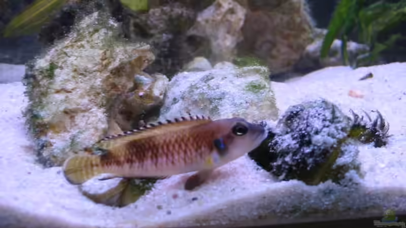 Neolamprologus Speciosus dominantes M von Felix Fabian (8)