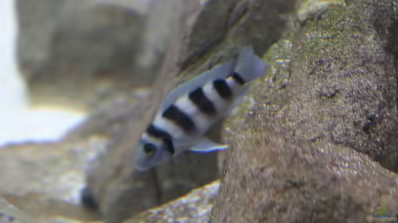 Neolamprologus tretocephalus von 8 CBM (85)