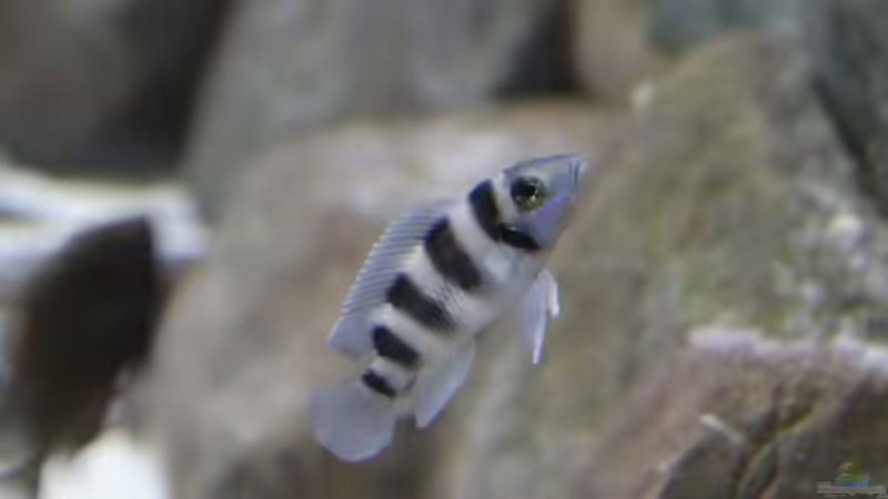 Neolamprologus tretocephalus von 8 CBM (86)