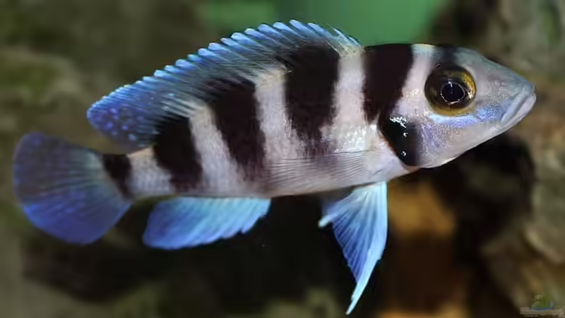 Neolamprologus tretocephalus von Cichliden-Kabuff (25)